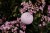 DSCF4350.JPG
